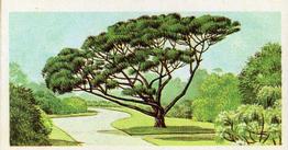 1966 Brooke Bond Trees In Britain #5 Stone Pine Front
