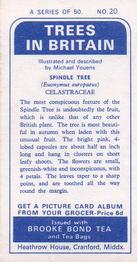 1966 Brooke Bond Trees In Britain #20 Spindle Tree Back