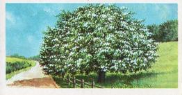 1966 Brooke Bond Trees In Britain #23 Hawthorne, May Front