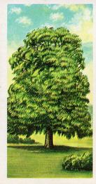 1966 Brooke Bond Trees In Britain #41 Sweet or Spanish Chestnut Front