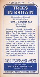1966 Brooke Bond Trees In Britain #43 Holm or Evergreen Oak Back