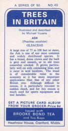 1966 Brooke Bond Trees In Britain #49 Ash Back