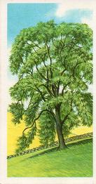 1966 Brooke Bond Trees In Britain #49 Ash Front