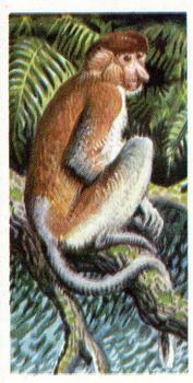 1962 Brooke Bond Asian Wild Life #4 Proboscis Monkey Front