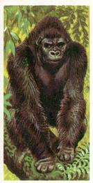 1973 Brooke Bond African Wild Life #1 Gorilla Front