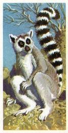1973 Brooke Bond African Wild Life #9 Ringed-Tailed Lemur Front