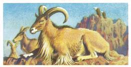 1973 Brooke Bond African Wild Life #28 Barbary Sheep Front