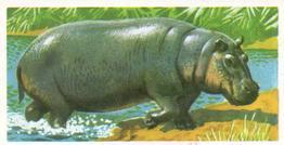 1973 Brooke Bond African Wild Life #43 Hippopotamus Front