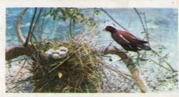 1954 Brooke Bond British Birds #3 Moorhen Front