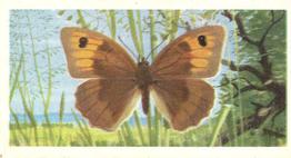 1963 Brooke Bond British Butterflies #7 Meadow Brown Front