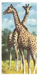 1962 Brooke Bond African Wild Life #32 Giraffe Front
