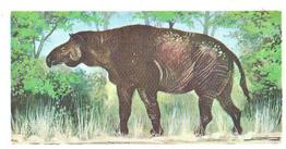 1972 Brooke Bond Prehistoric Animals #43 Baluchitherium Front