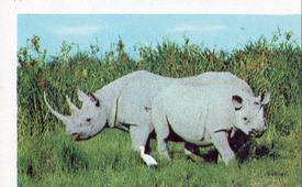 1970 Trucards Animals #19 White Rhinoceros Front