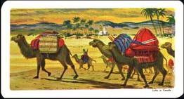 1967 Brooke Bond (Red Rose Tea) Transportation Through the Ages #2 Camel Front