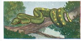 1954 Neilson's Interesting Animals #5 Tree-Boa Front