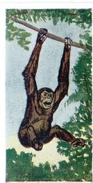 1954 Neilson's Interesting Animals #10 Chimpanzee Front