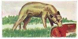 1954 Neilson's Interesting Animals #42 Wolf Front