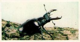 1988 Brooke Bond Woodland Wildlife #3 Stag Beetle Front
