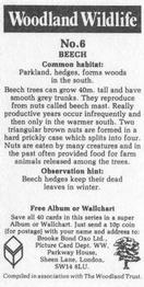 1988 Brooke Bond Woodland Wildlife #6 Beech Back