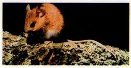 1988 Brooke Bond Woodland Wildlife #10 Woodmouse Front