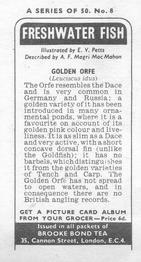1973 Brooke Bond Freshwater Fish #8 Golden Orfe Back