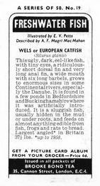 1973 Brooke Bond Freshwater Fish #19 Wels or European Catfish Back