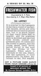 1973 Brooke Bond Freshwater Fish #38 Sea Lamprey Back