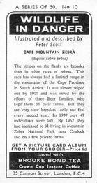 1973 Brooke Bond Wildlife In Danger #10 Cape Mountain Zebra Back