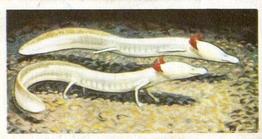 1973 Brooke Bond Wildlife In Danger #47 Texas Blind Salamander Front