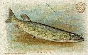 1900 Church & Co. Fish Series (J15) #6 Pickerel Front