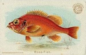1900 Church & Co. Fish Series (J15) #9 Rose Fish Front