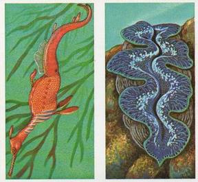 1985 Brooke Bond Incredible Creatures (Sheen Lane address)(Double Cards) #15-16 WeedySea Dragon / Giant Clam Front