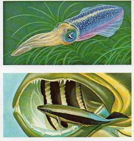1985 Brooke Bond Incredible Creatures (Sheen Lane address)(Double Cards) #19-20 Luminous Squid / Cleaner Fish Front