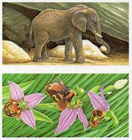 1985 Brooke Bond Incredible Creatures (Sheen Lane address)(Double Cards) #23-24 Underground Elephant / Bee Orchid Front