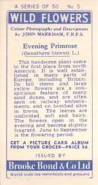 1955 Brooke Bond Wild Flowers #5 Evening Primrose Back