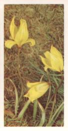 1955 Brooke Bond Wild Flowers #10 Wild Tulip Front