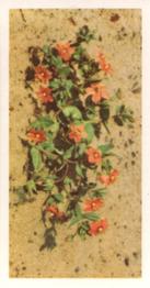 1955 Brooke Bond Wild Flowers #24 Scarlet Pimpernel Front
