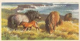 1958 Brooke Bond British Wild Life - Brooke Bond British Wild Life 2nd Printing #1 The Shetland Pony Front