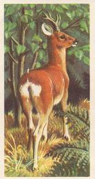 1958 Brooke Bond British Wild Life - Brooke Bond British Wild Life 2nd Printing #6 The Roe Deer Front
