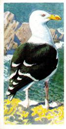 1957 Brooke Bond Bird Portraits  - Without Address #48 Great Black-Backed Gull Front