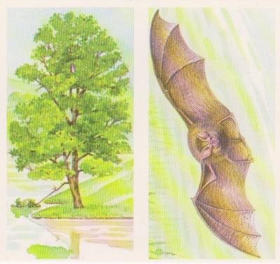 1990 Brooke Bond A Journey Downstream (Double Cards) #7-8 Alder / The Greater Horshoe Bat Front