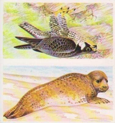 1990 Brooke Bond A Journey Downstream (Double Cards) #25-1 Common Seal / The Peregrin Falcon Front