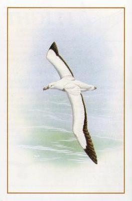 1983 Cadbury's Flight : The World's Most Spectacular Birds #2 Wandering Albatross Front