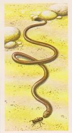1985 Brooke Bond Incredible Creatures (Sheen Lane address) #6 Pencil Lead Snake Front