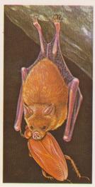 1985 Brooke Bond Incredible Creatures (Sheen Lane address) #37 Bumblebee Bat Front
