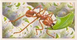 1986 Brooke Bond Incredible Creatures (Walton address without Dept IC) #7 Leaf-Cutting Ants Front