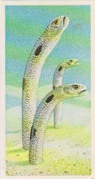 1986 Brooke Bond Incredible Creatures (Walton address without Dept IC) #11 Garden Eels Front