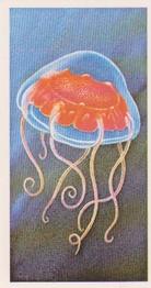 1986 Brooke Bond Incredible Creatures (Walton address without Dept IC) #12 Deep-Sea Jellyfish Front