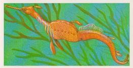 1986 Brooke Bond Incredible Creatures (Walton address without Dept IC) #15 Weedy Sea Dragon Front