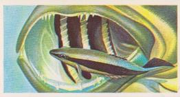 1986 Brooke Bond Incredible Creatures (Walton address without Dept IC) #20 Cleaner Fish Front